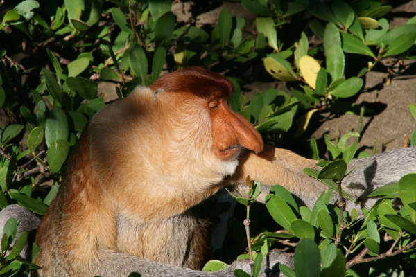 proboscis monkey @ bako np.JPG